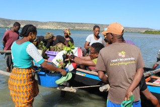 Madagaskar planten Mangrove bossen