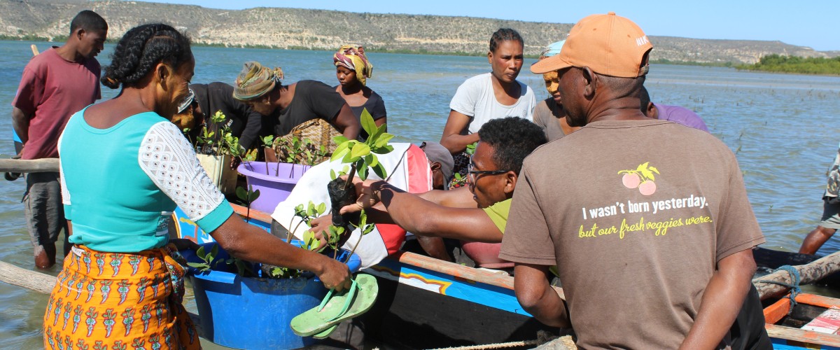 Madagaskar planten Mangrove bossen